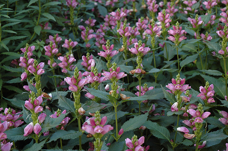 Pink Turtlehead - Chelone obliqua