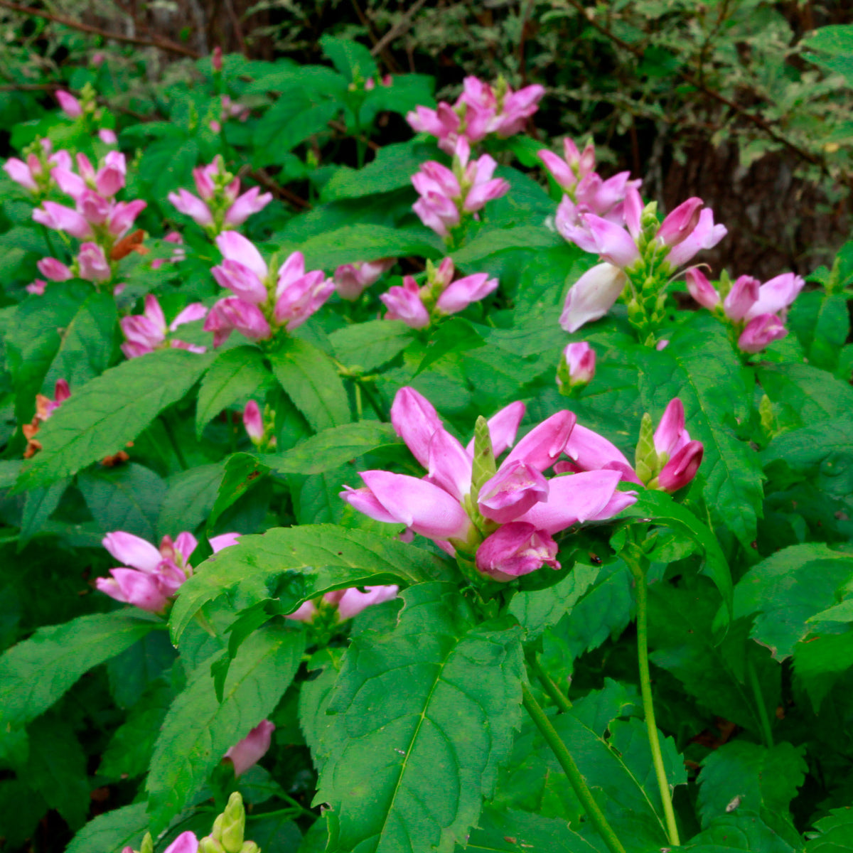 Pink Turtlehead - Chelone obliqua