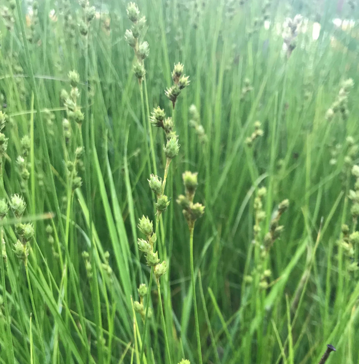 Plains Oval Sedge (Shortbeak Sedge) - Carex brevior