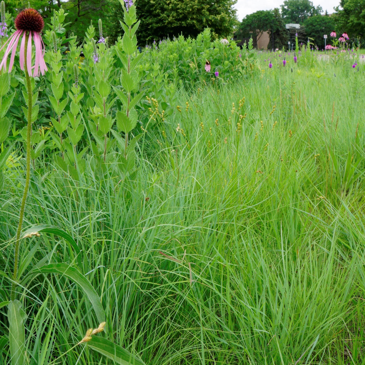 Plains Oval Sedge (Shortbeak Sedge) - Carex brevior