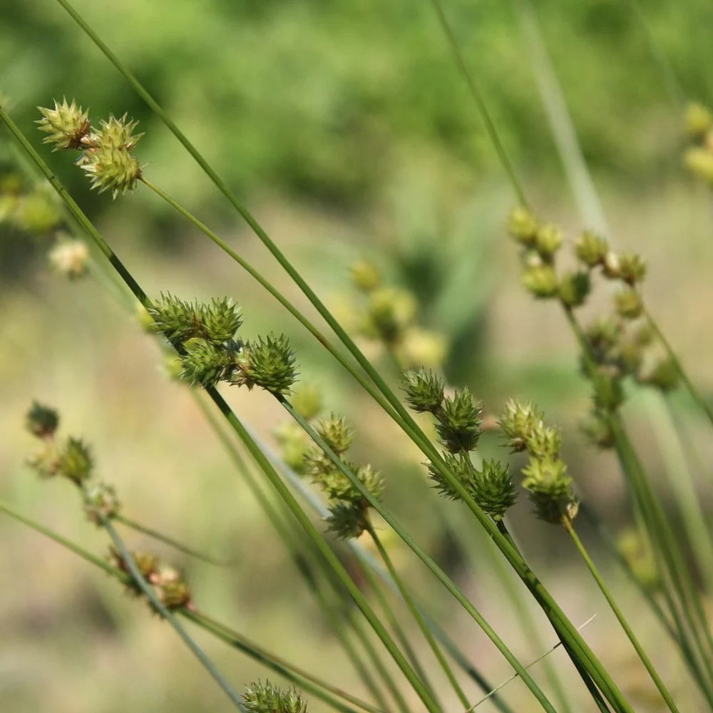 Plains Oval Sedge (Shortbeak Sedge) - Carex brevior