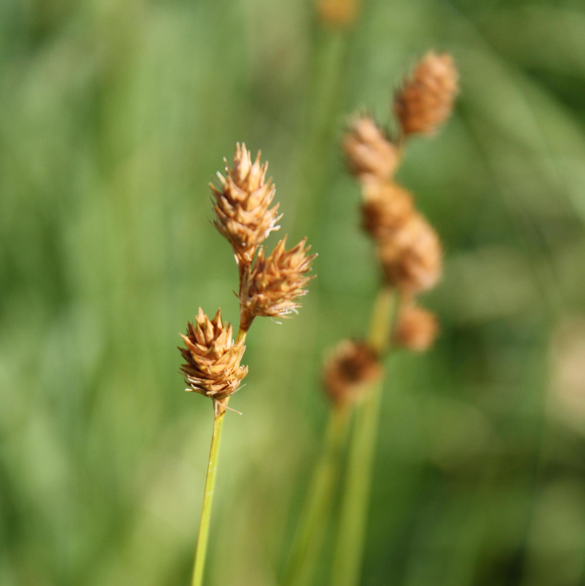 Plains Oval Sedge (Shortbeak Sedge) - Carex brevior