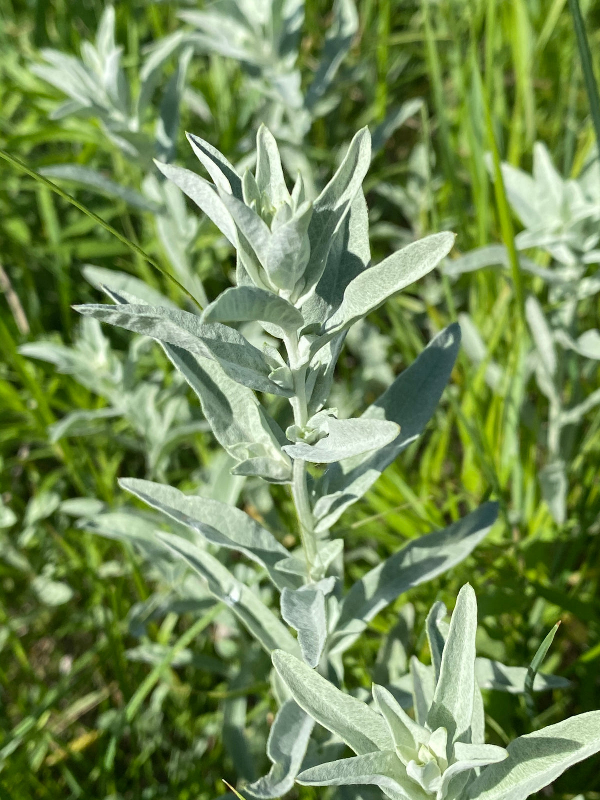 Prairie Sage - Artemisia ludoviciana