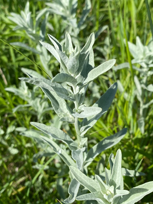 Prairie Sage - Artemisia ludoviciana