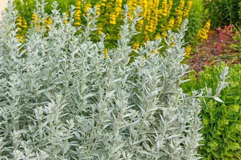 Prairie Sage - Artemisia ludoviciana