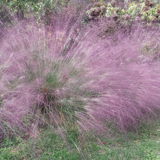 Purple Love Grass - Eragrostis pectinacea