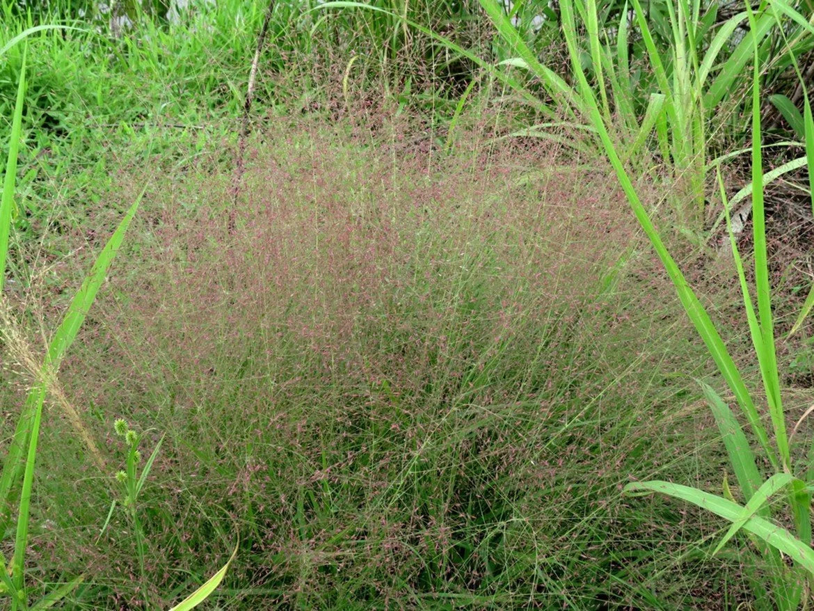 Purple Love Grass - Eragrostis pectinacea