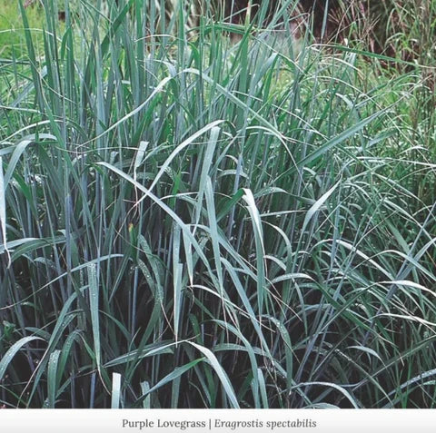 Purple Love Grass - Eragrostis spectabilis