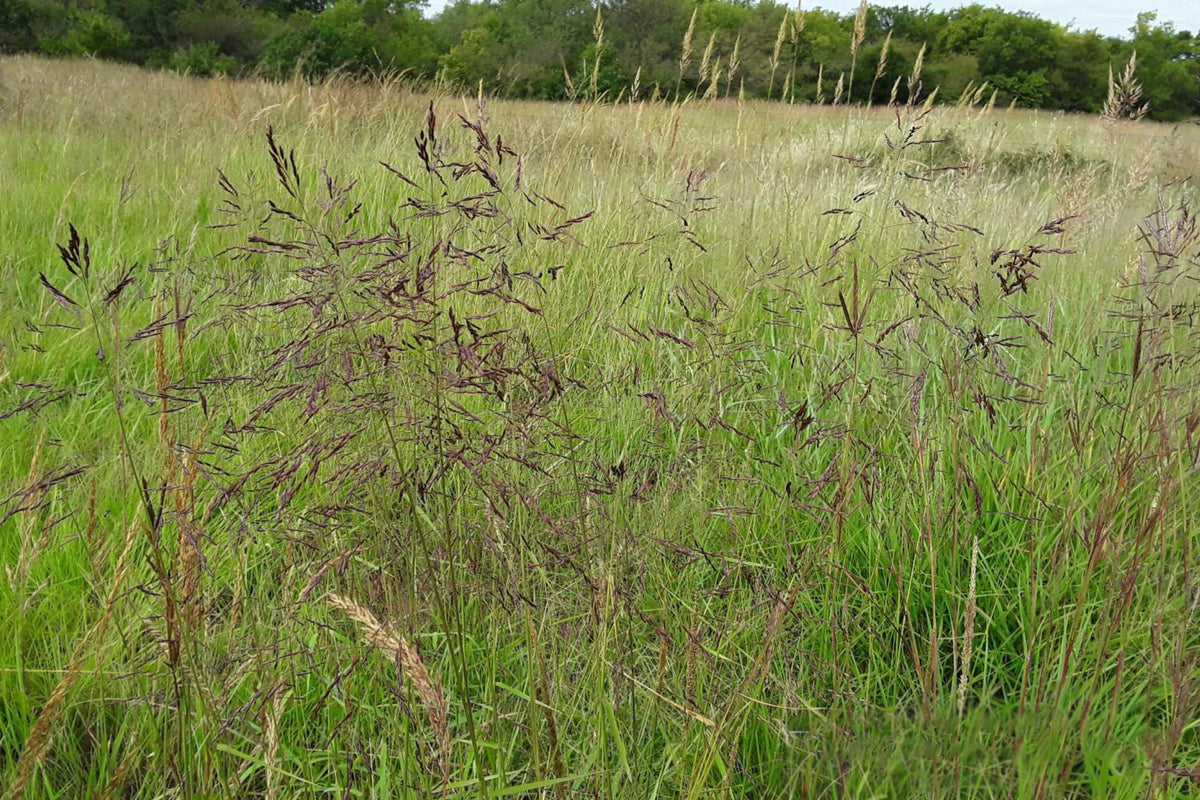 Purpletop Grass - Tridens flavus