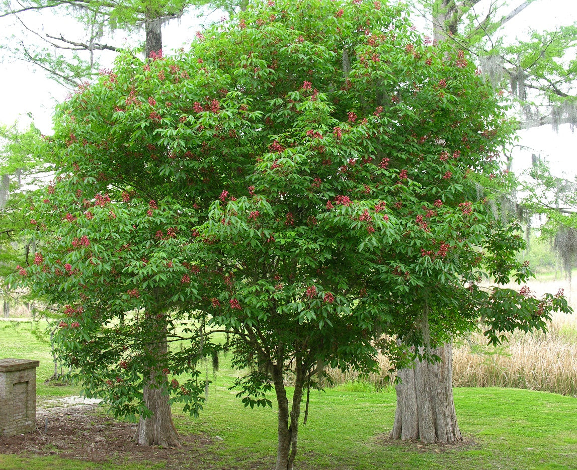 Red Buckeye - Aesculus pavia
