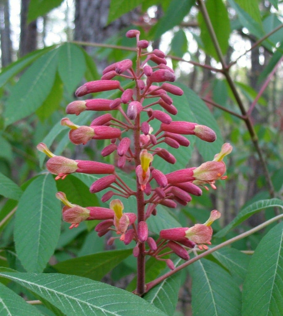 Red Buckeye - Aesculus pavia