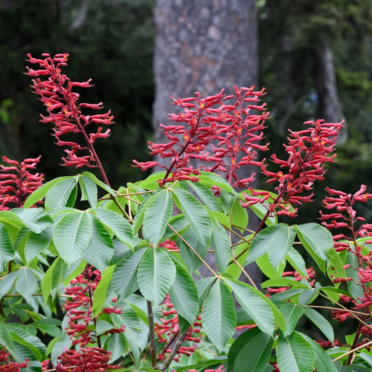 Red Buckeye - Aesculus pavia