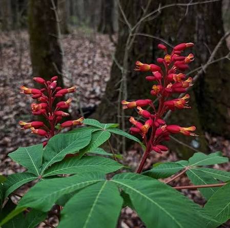 Red Buckeye - Aesculus pavia