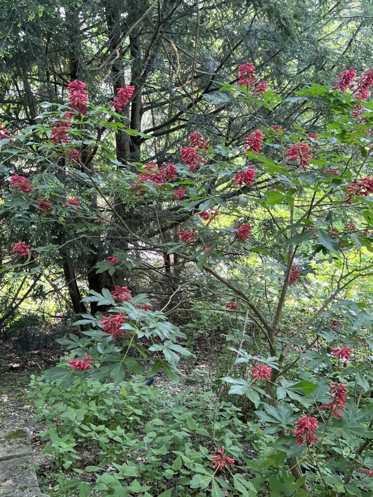 Red Buckeye - Aesculus pavia