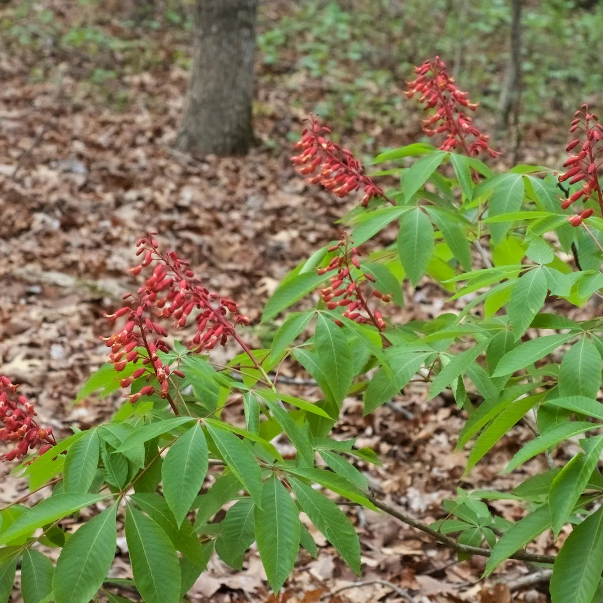 Red Buckeye - Aesculus pavia