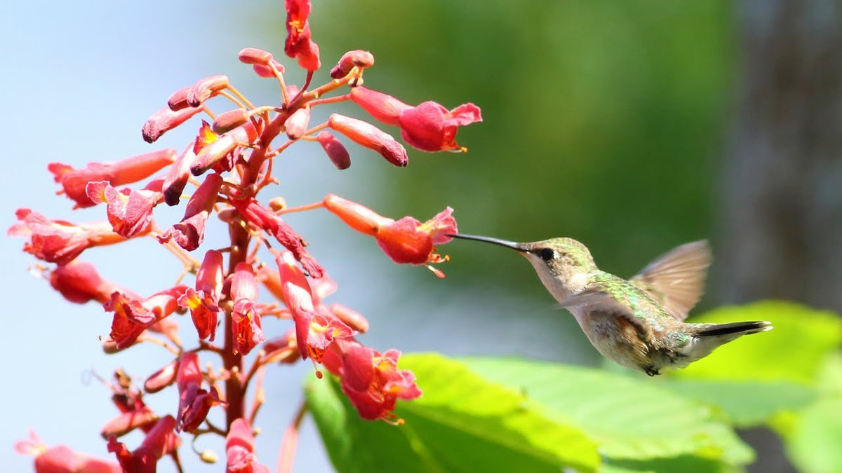Red Buckeye - Aesculus pavia