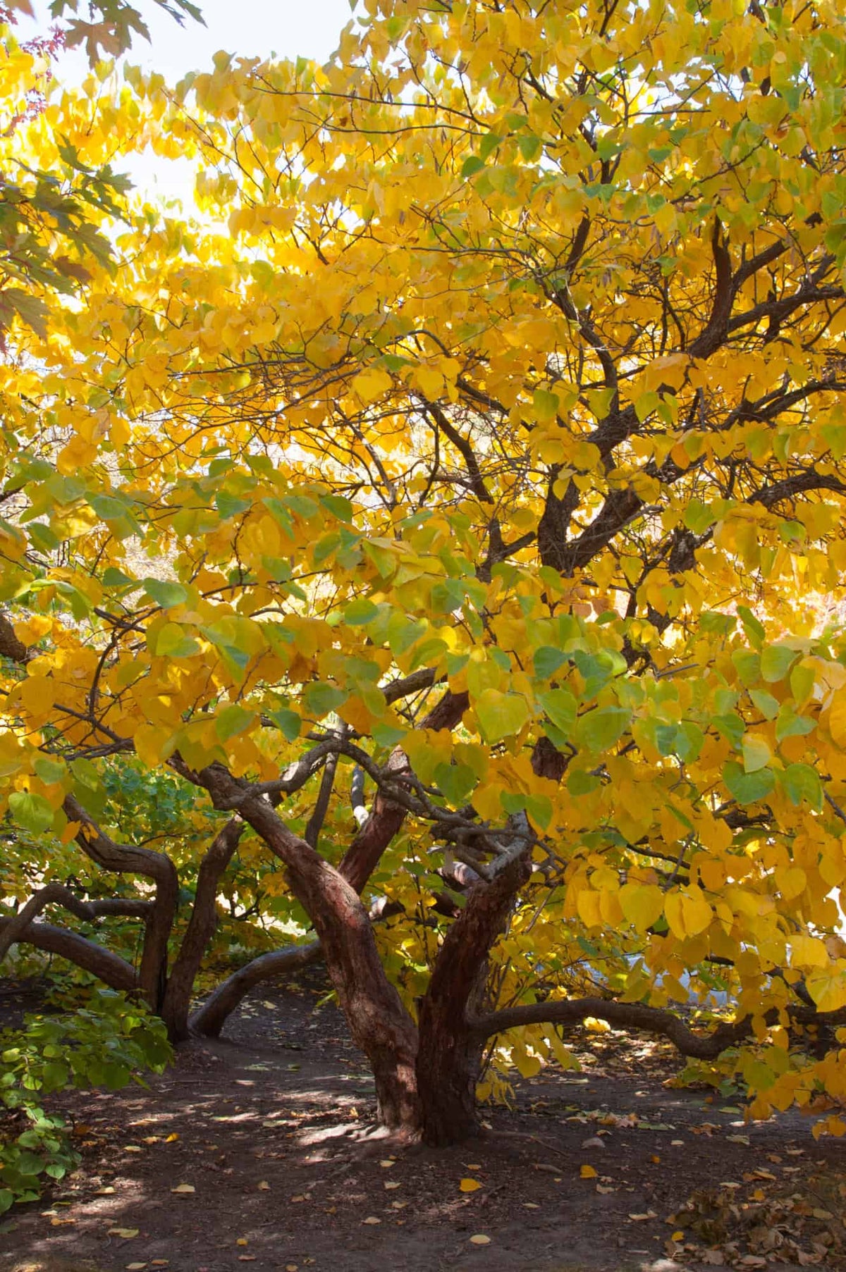 Red Bud - Cercis canadensis