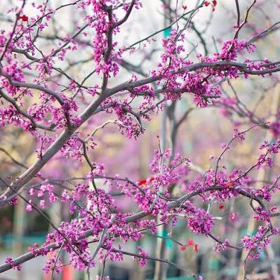 Red Bud - Cercis canadensis