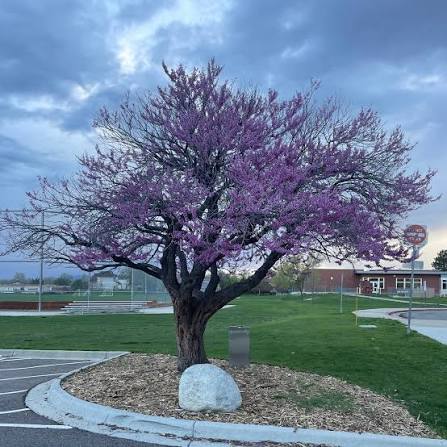Red Bud - Cercis canadensis