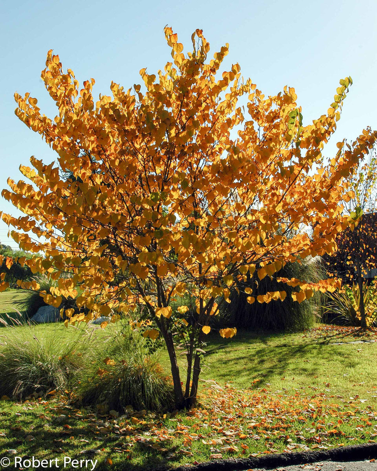 Red Bud - Cercis canadensis