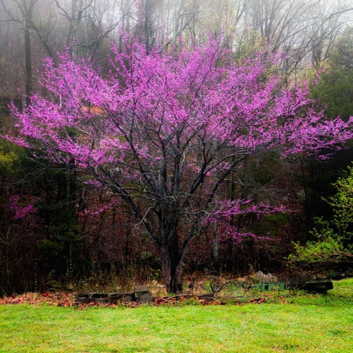 Red Bud - Cercis canadensis