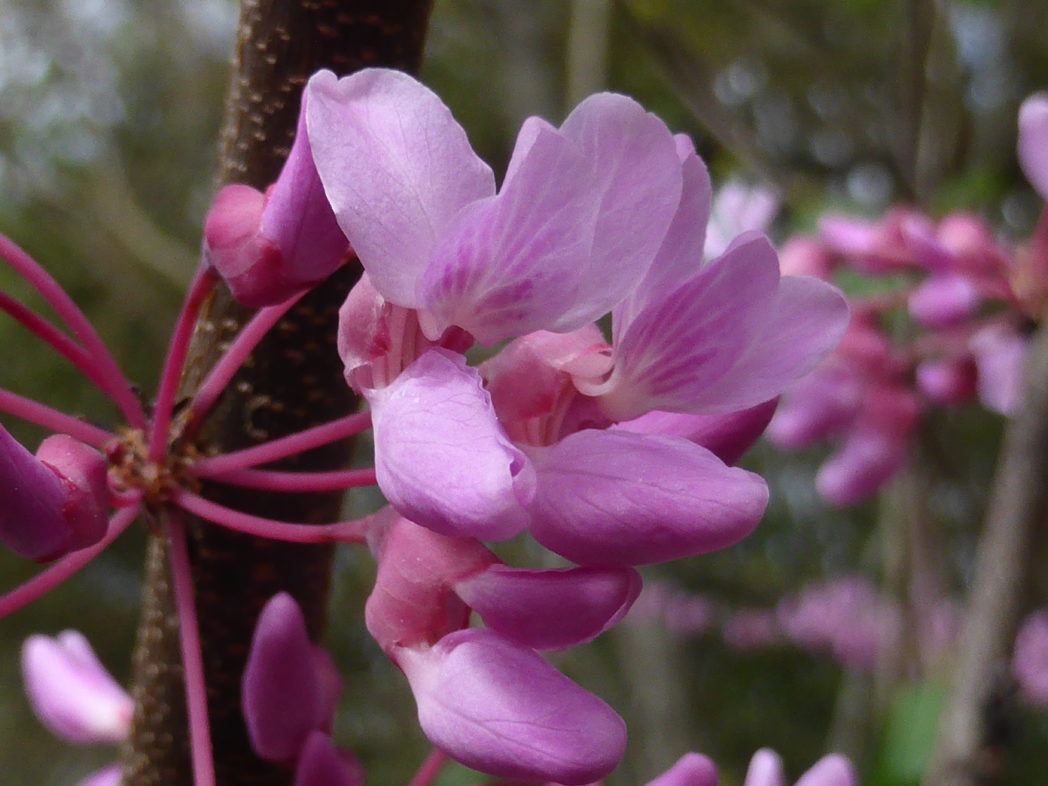 Red Bud - Cercis canadensis