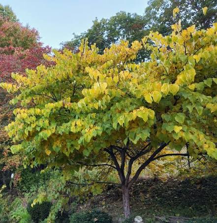 Red Bud - Cercis canadensis