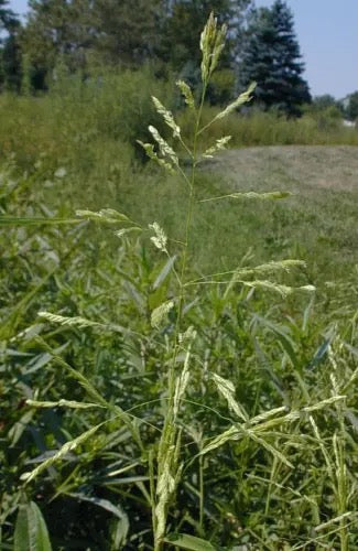 Rice Cutgrass - Leersia oryzoides