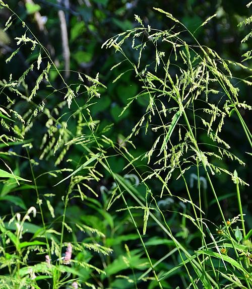Rice Cutgrass - Leersia oryzoides