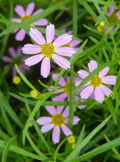 Rose Coreopsis - Coreopsis rosea