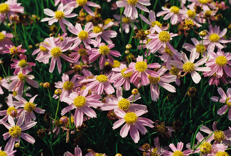 Rose Coreopsis - Coreopsis rosea
