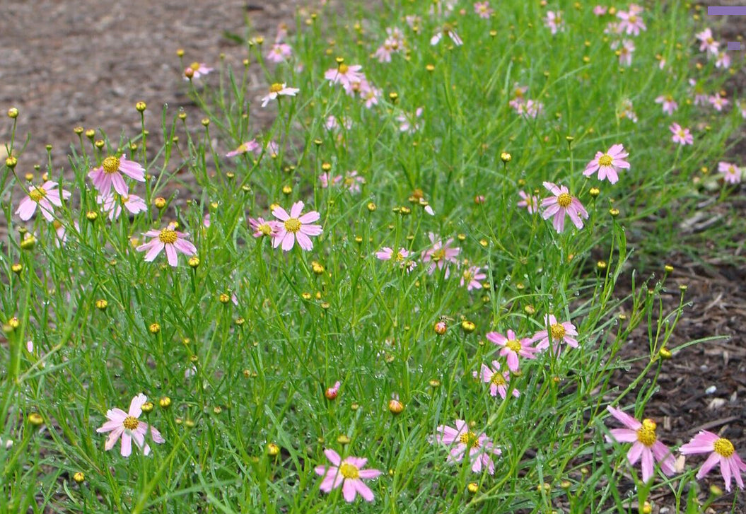 Rose Coreopsis - Coreopsis rosea