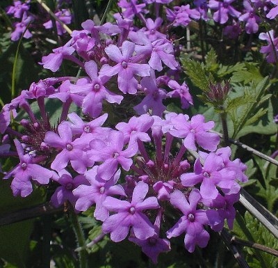 Rose Verbena - Glandularia canadensis