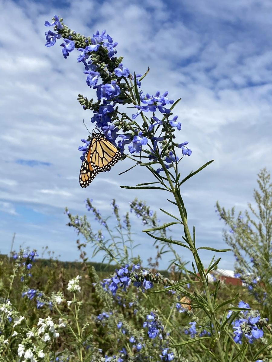 Azure Blue Sage - Salvia azurea