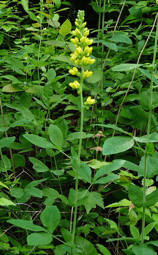 Carolina Bush Pea - Thermopsis villosa