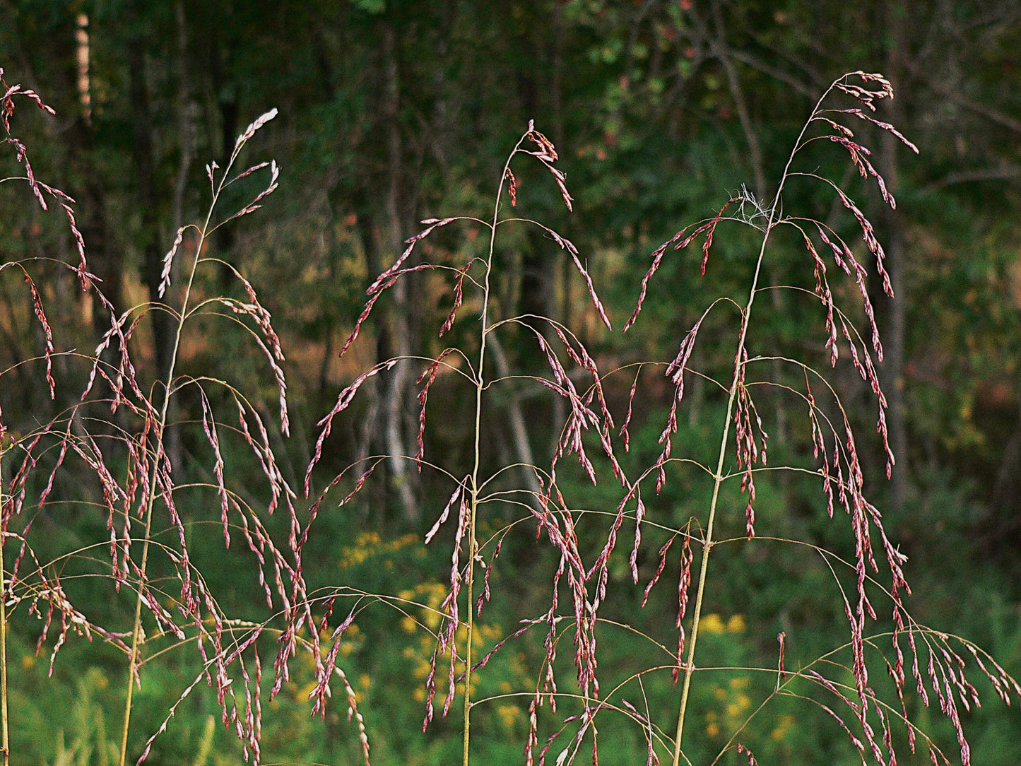 Purple Top Grass - Tridens flavus