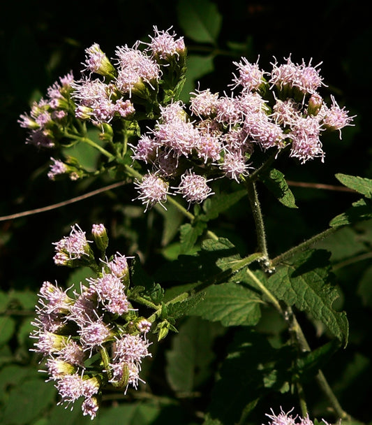 Pink Thoroughwort / Mistflower - Eupatorium incarnatum / Fleischmannia incarnata