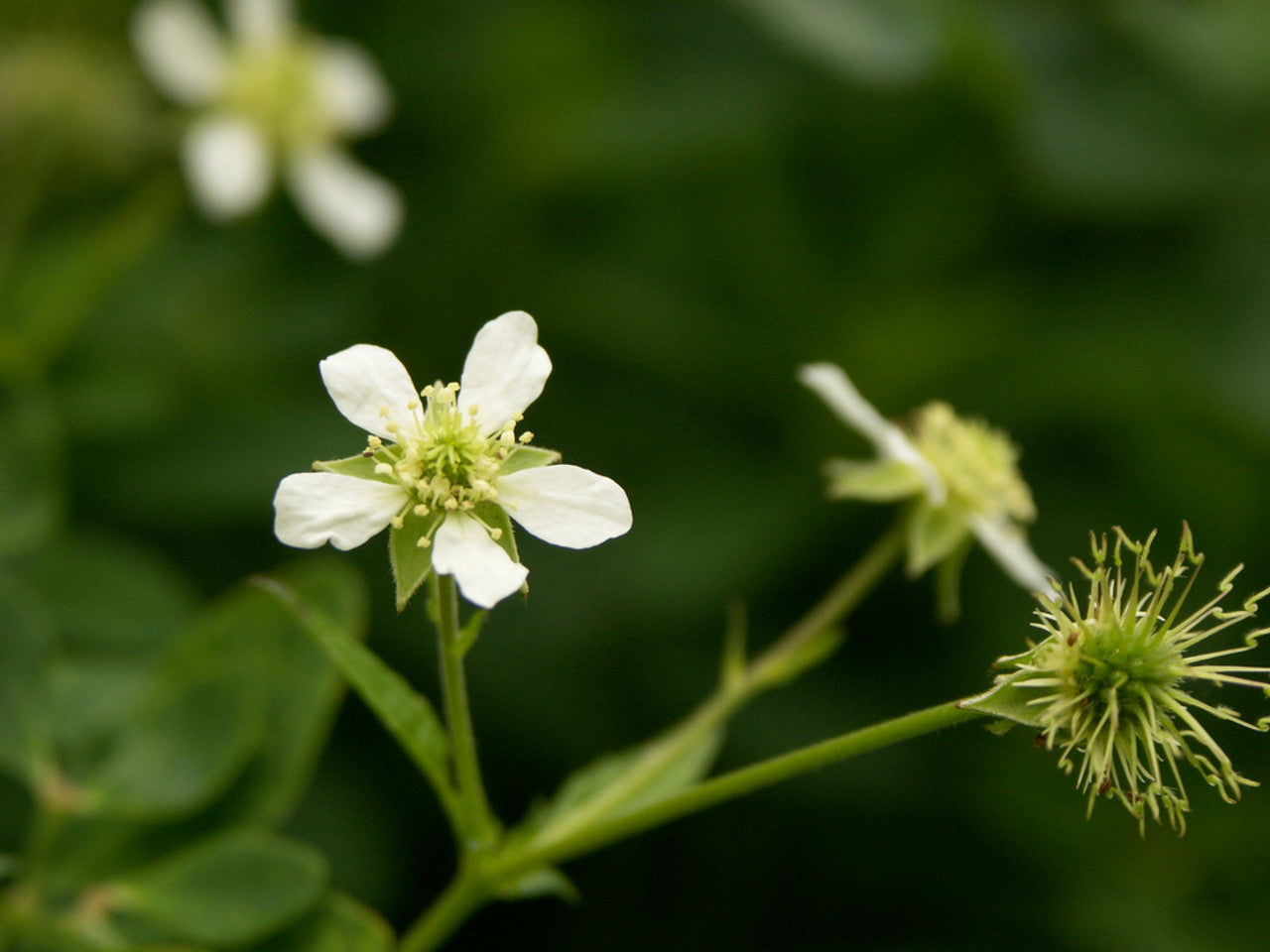 White Avens - Geum canadense
