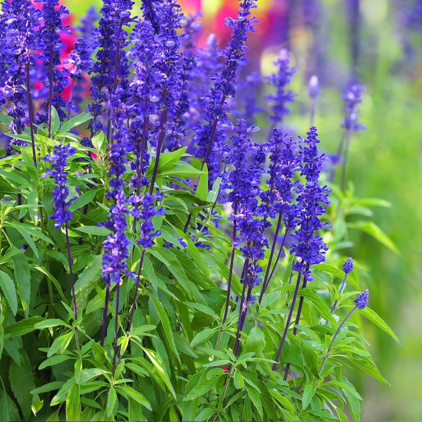 Blue Mealy Sage - Salvia farinacea
