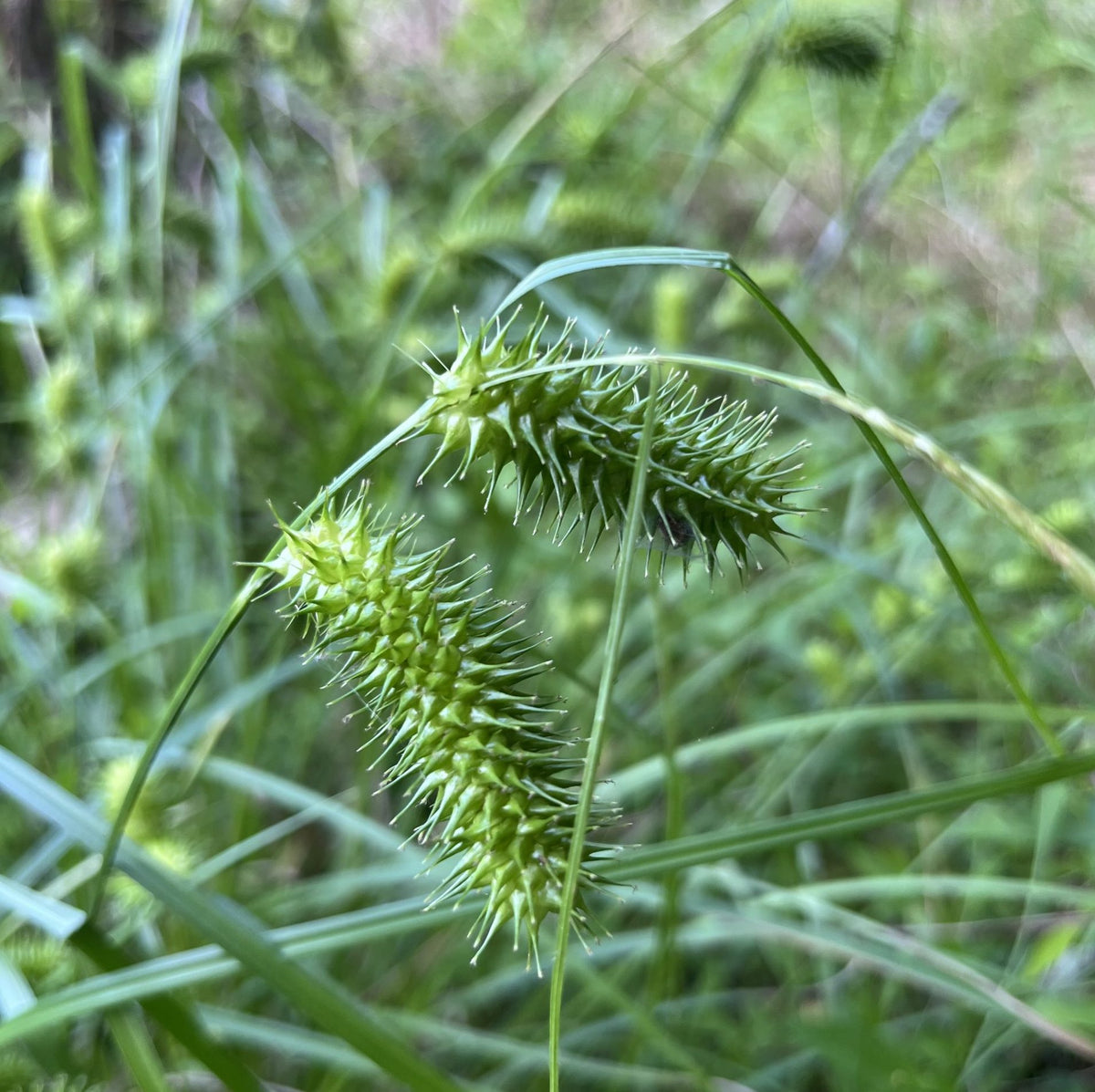 Sallow Sedge - Carex lurida