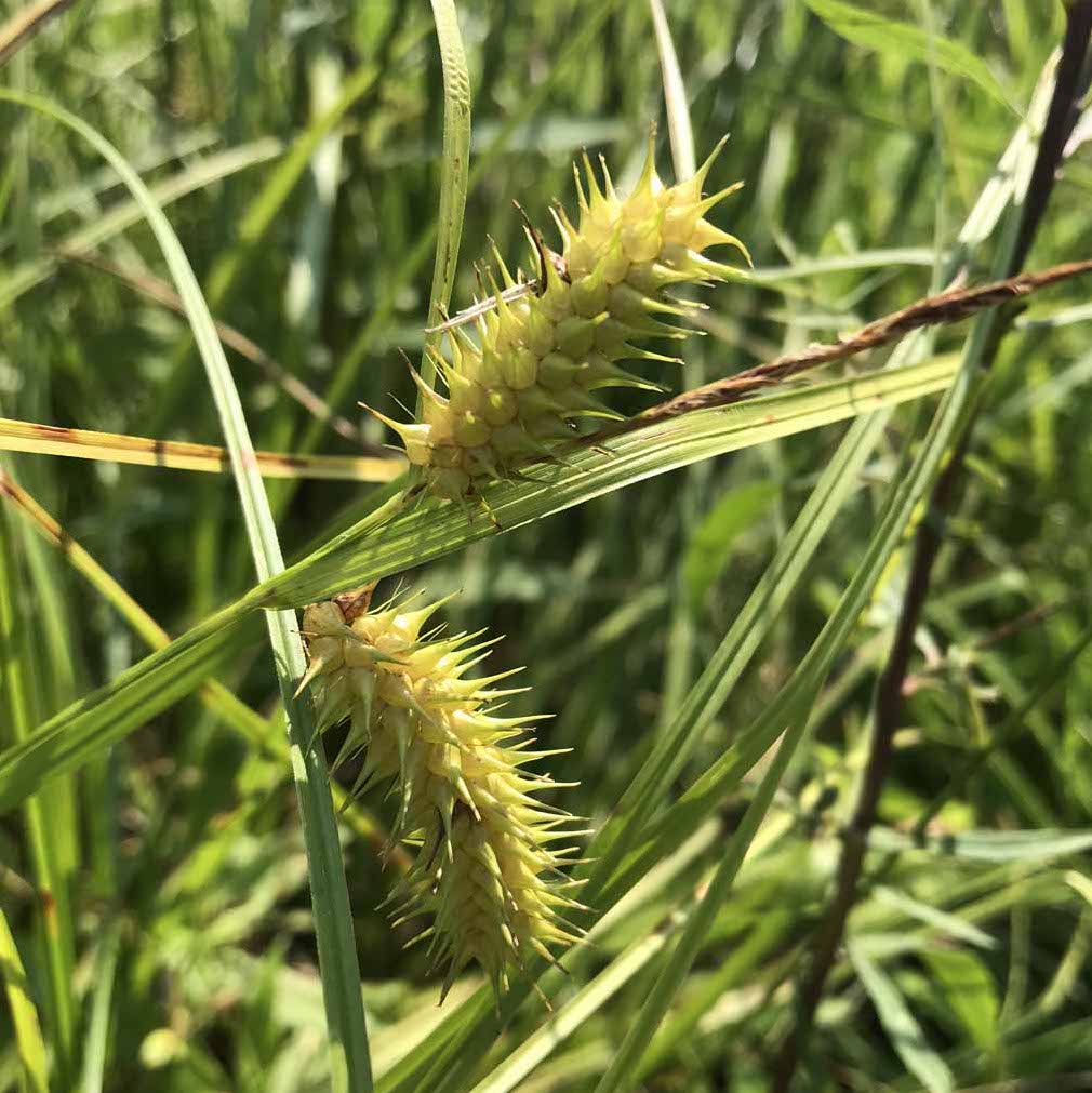 Sallow Sedge - Carex lurida
