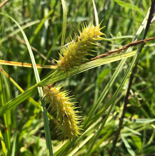 Sallow Sedge - Carex lurida