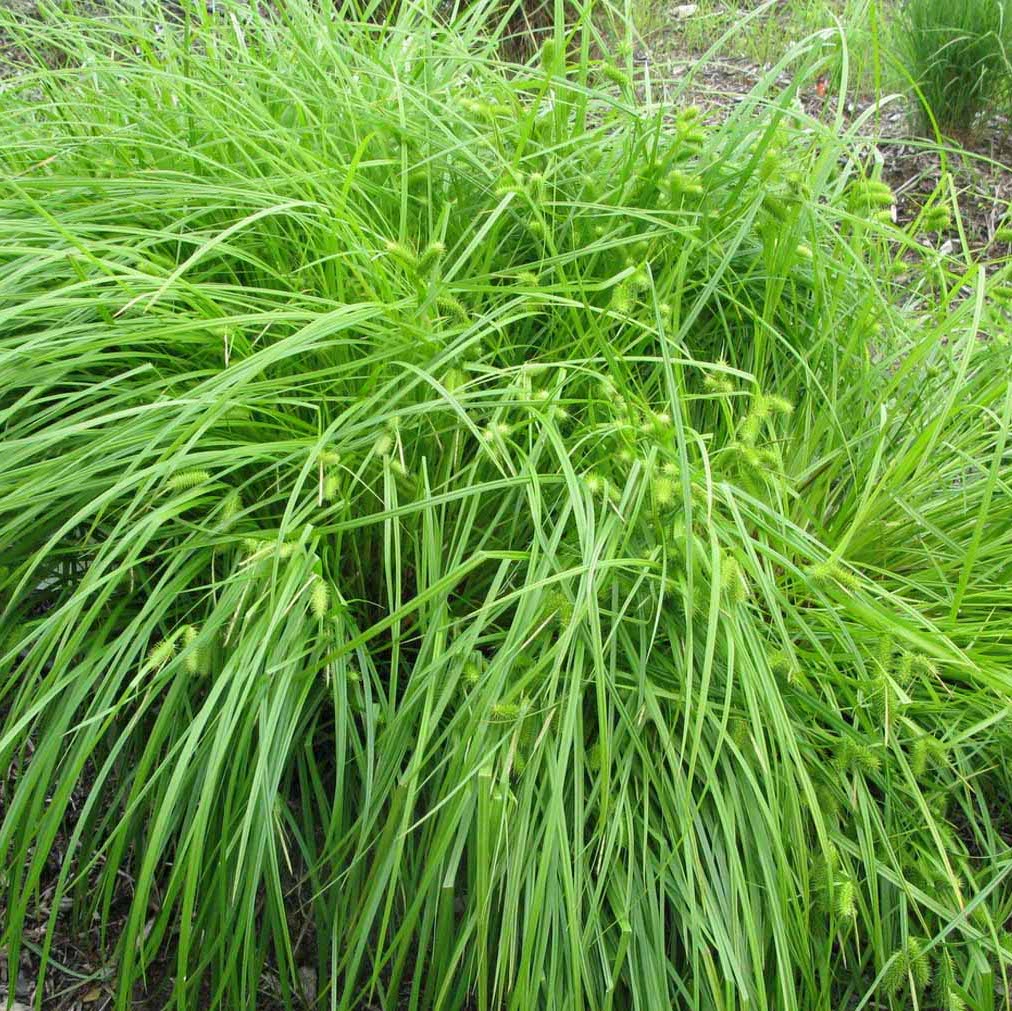 Sallow Sedge - Carex lurida