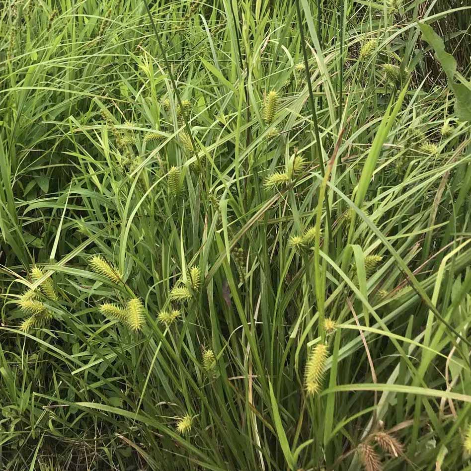 Sallow Sedge - Carex lurida
