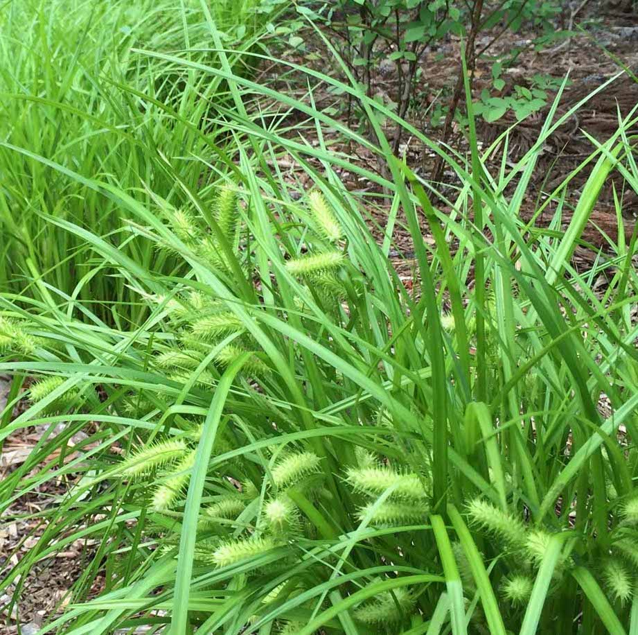 Sallow Sedge - Carex lurida