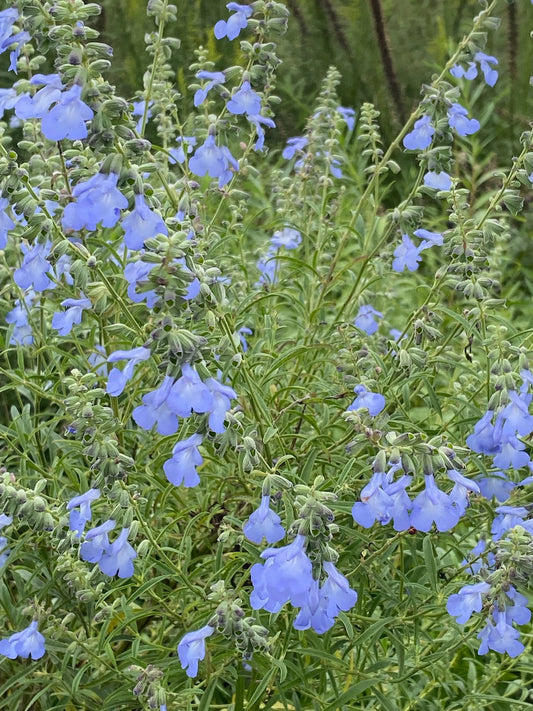 Azure Blue Sage - Salvia azurea