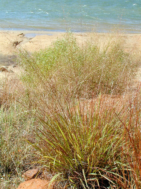 Sand Love Grass- Eragrostis trichodes