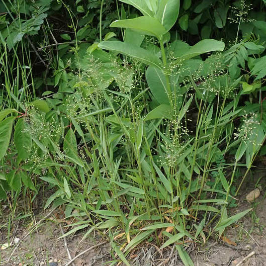 Scribner's Panic Grass - Dichanthelium oligosanthes var. scribnerianum