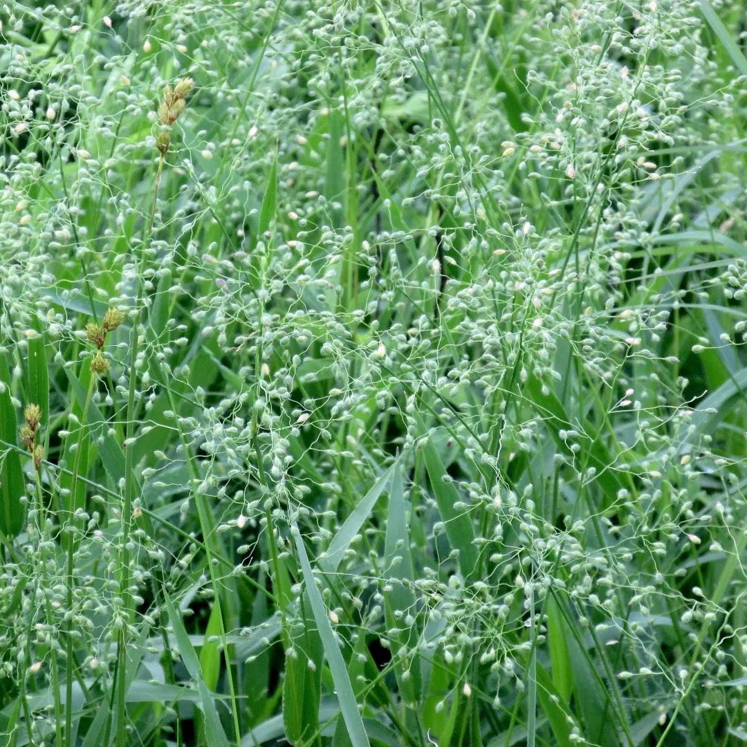Scribner's Panic Grass - Dichanthelium oligosanthes var. scribnerianum