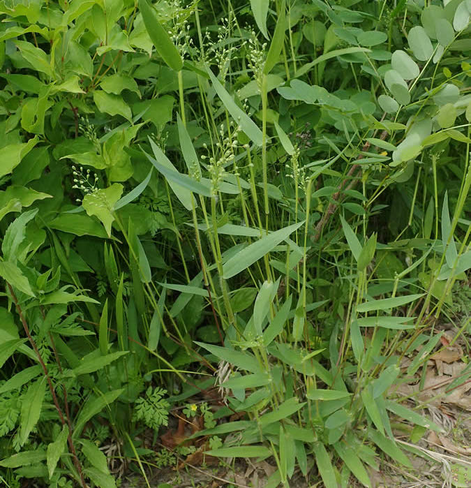 Scribner's Panic Grass - Dichanthelium oligosanthes var. scribnerianum